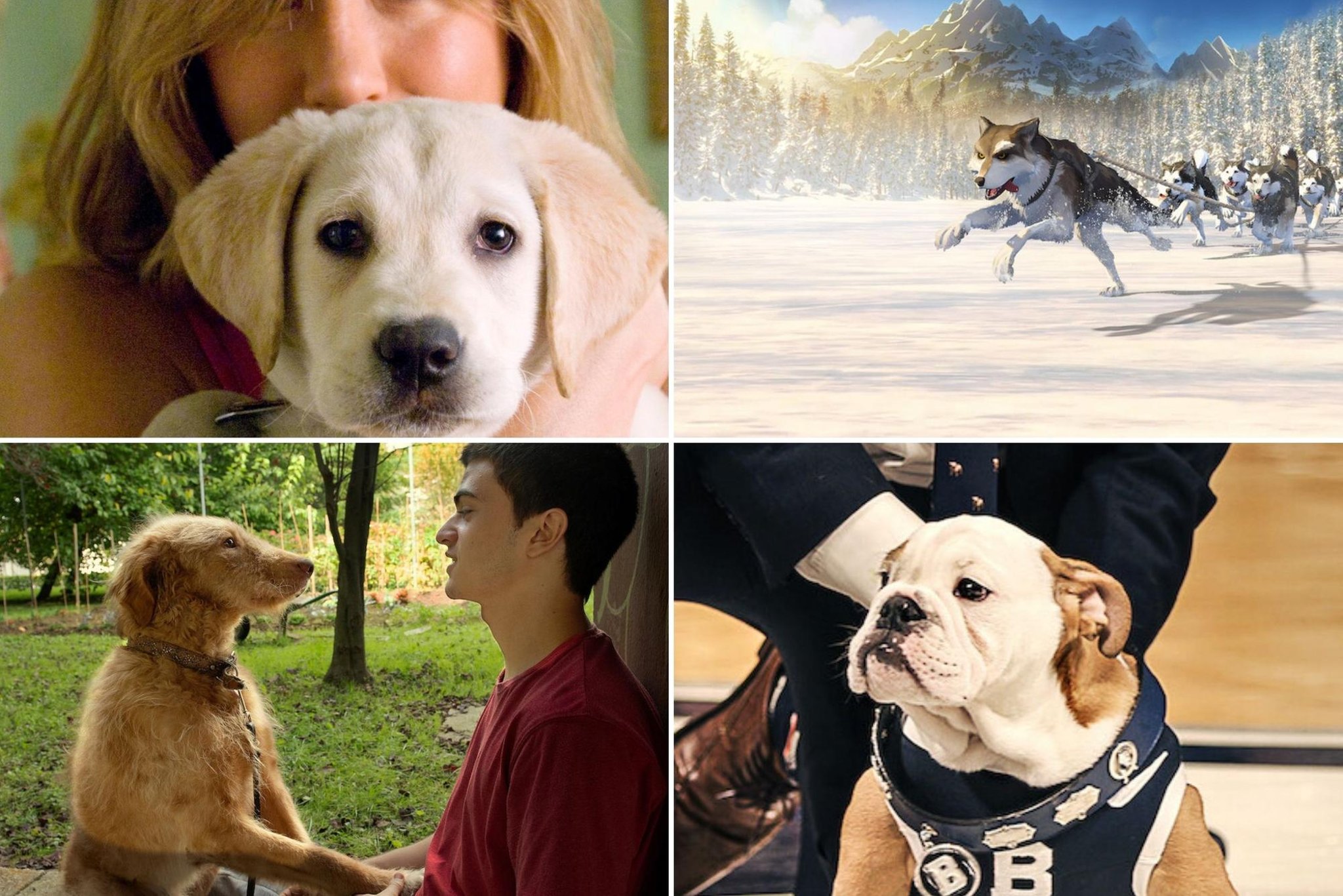 Netflix dogs 10 films and series with a canine theme you can watch on