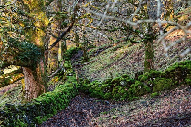 The Drimnin Estate is home to a unique variety of flora and fauna , Morvern peninsula , Scotland. © Horst A. Friedrichs /Scotch Whisky /Prestel