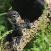 The youngster was born to mum Sheli and dad Jamal in May while the zoo was closed. Laura Moore/RZSS