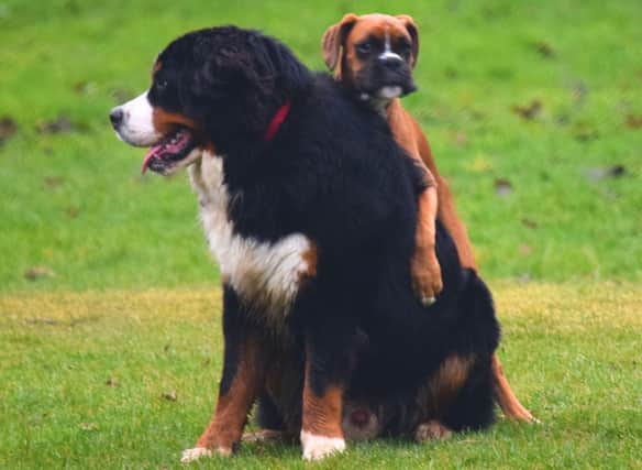 Some breeds of dog are just born to cuddle.