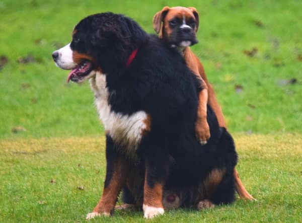 Some breeds of dog are just born to cuddle.