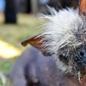 Mr Happy is officially the world's ugliest dog.