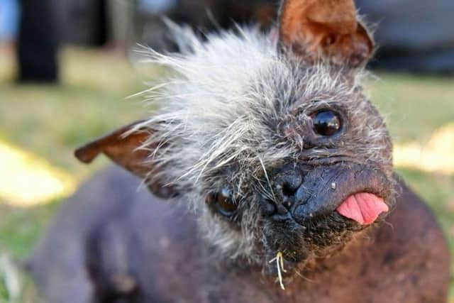 Mr Happy is officially the world's ugliest dog.