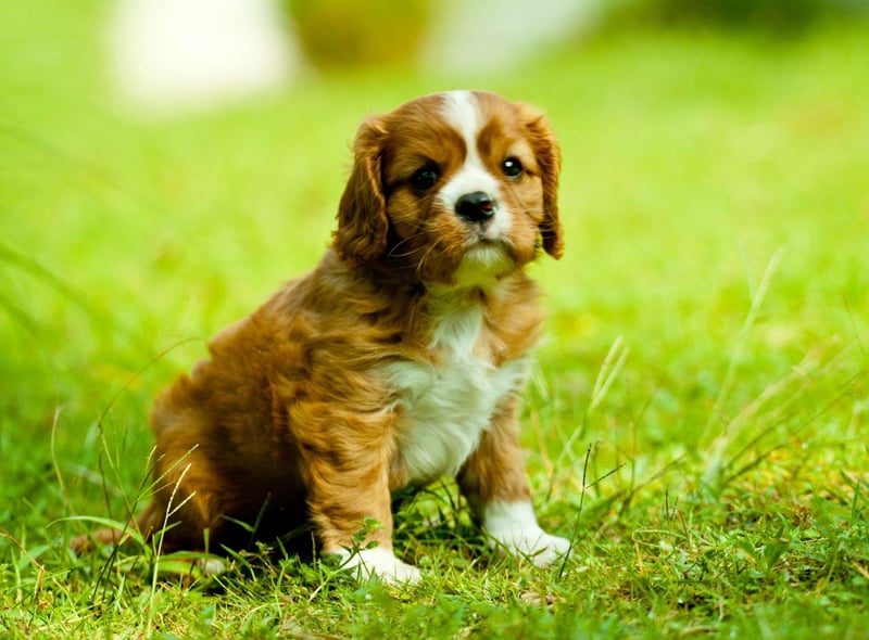 The diminutive Cavalier King Charles Spaniel requires a little more grooming than other breeds of small dog, but they are quiet, intelligent, easy to train, and never happier than when they are snuggled up in your lap.