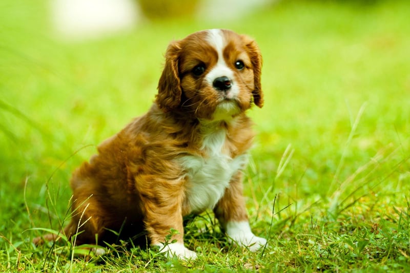 The diminutive Cavalier King Charles Spaniel requires a little more grooming than other breeds of small dog, but they are quiet, intelligent, easy to train, and never happier than when they are snuggled up in your lap.