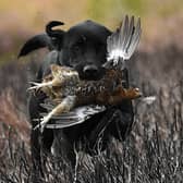 The grouse shooting season begins today (Picture: Jeff J Mitchell/Getty Images)