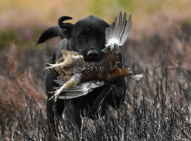 The grouse shooting season begins today (Picture: Jeff J Mitchell/Getty Images)