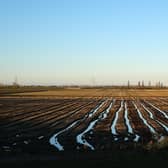 Fields in Italy's Po Valley stretch off into the distance, with not an animal in sight (Picture: Vittorio Zunino Celotto/Getty Images)