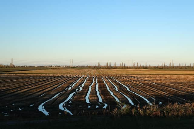 Fields in Italy's Po Valley stretch off into the distance, with not an animal in sight (Picture: Vittorio Zunino Celotto/Getty Images)