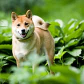 They are a relatively rare breed in the UK, but how much do you know about the lovable Shiba Inu?