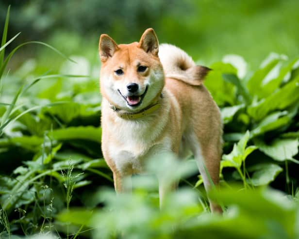 They are a relatively rare breed in the UK, but how much do you know about the lovable Shiba Inu?