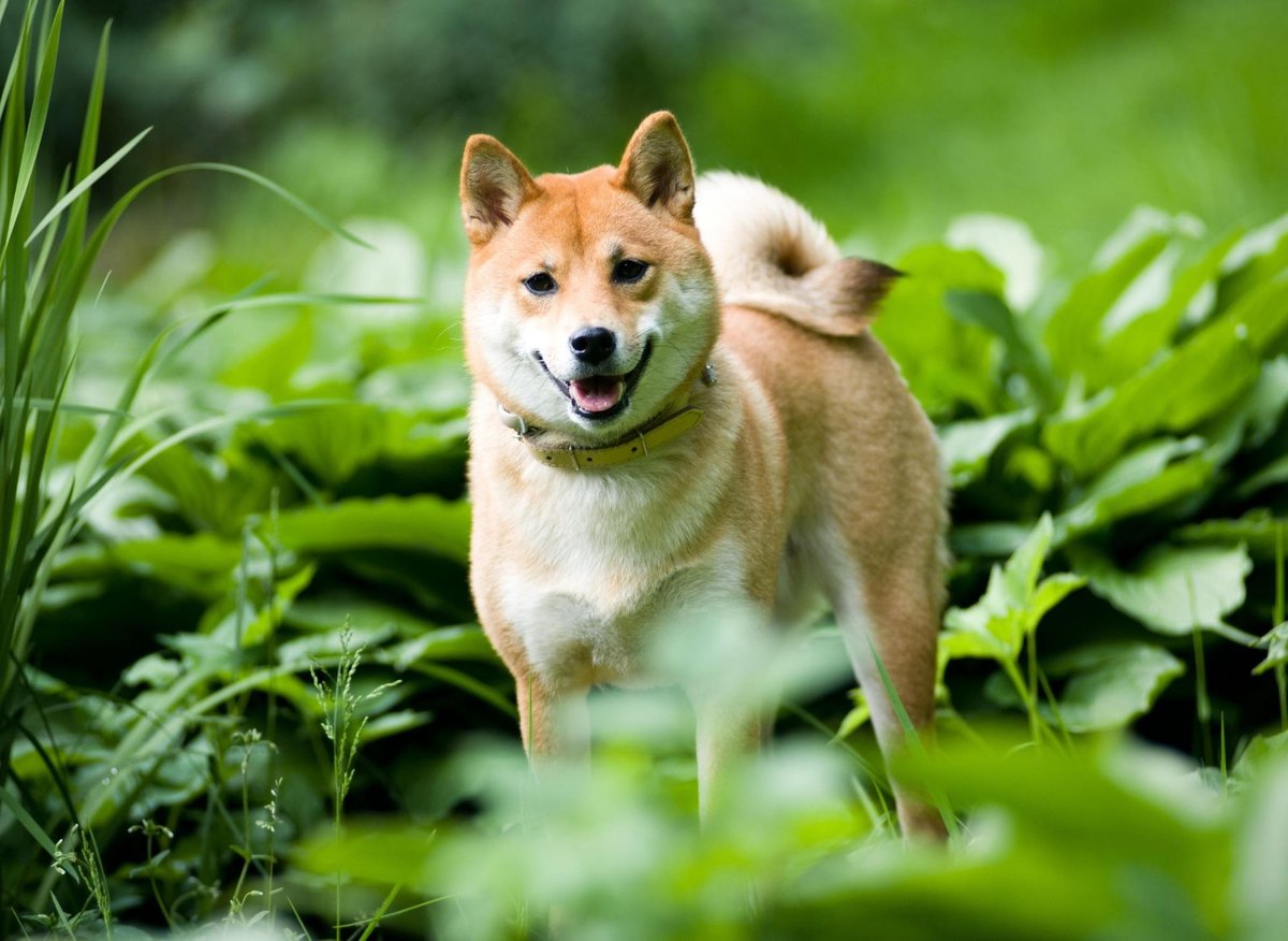 what is the most popular dog in japan