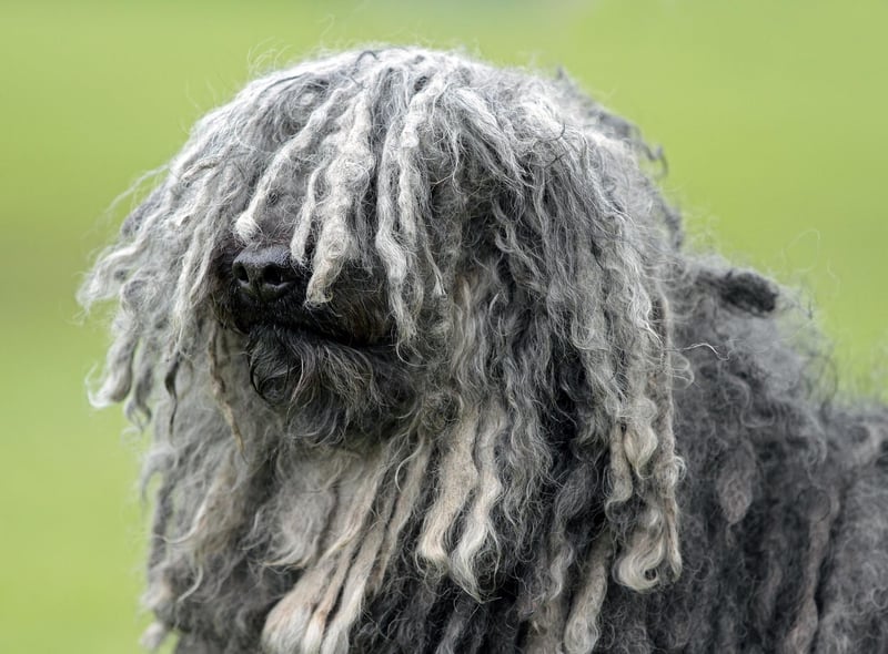 The Puli is a Hungarian herding dog that has a thick corded coat that requires long periods of grooming to prevent its fur from becoming matted. If you are willing to put the time and effort in though, they make wonderful family pets.