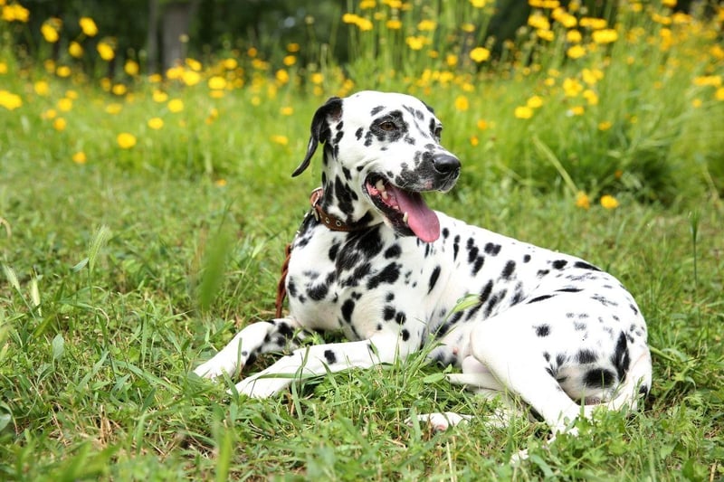 Another breed of 'velcro dog' the Dalmation shouldn't be left alone for more than two hours. If they suffer from separation anxiety you'll know because they'll destroy anything they can get their paws on.