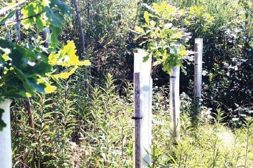 Forestry and Land Scotland is planting new biodegradable tree shelters.