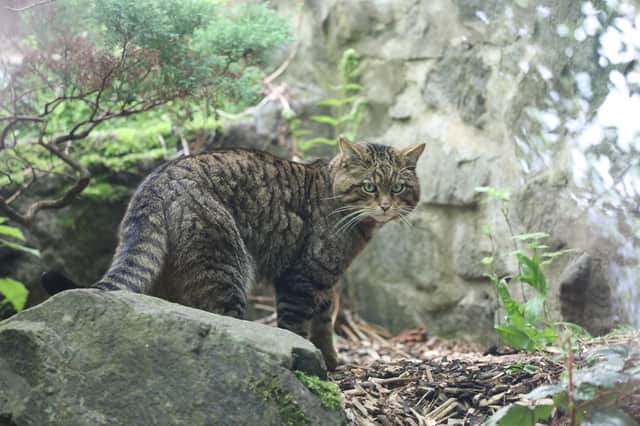 The Royal Zoological Society of Scotland is spearheading a national effort to save the iconic Scottish wildcat from extinction though a pioneering conservation breeding scheme at the Highland Wildlife Park that will release healthy animals back into the wild in the Cairngorms