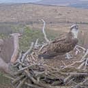 Louis the osprey which became an online star during the first lockdown and which has returned to its nest ahead of schedule this year. Louis touched down on his nest at Loch Arkaig Pine Forest in Lochaber in the Scottish Highlands at 12.26pm on Sunday, with his return captured on a livestream camera. For the last two years, he has arrived back from migration on April 11, with April 4 his earliest appearance until today. Picture issued Sunday April 2, 2023. PA Photo.