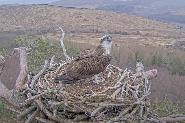 Louis the osprey which became an online star during the first lockdown and which has returned to its nest ahead of schedule this year. Louis touched down on his nest at Loch Arkaig Pine Forest in Lochaber in the Scottish Highlands at 12.26pm on Sunday, with his return captured on a livestream camera. For the last two years, he has arrived back from migration on April 11, with April 4 his earliest appearance until today. Picture issued Sunday April 2, 2023. PA Photo.