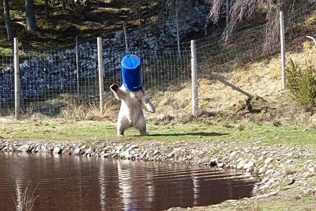 Hamish playing in his enclosure when he was at the Highland Wildlife Park. (Picture credit: VICKI LARKIN/RZSS)