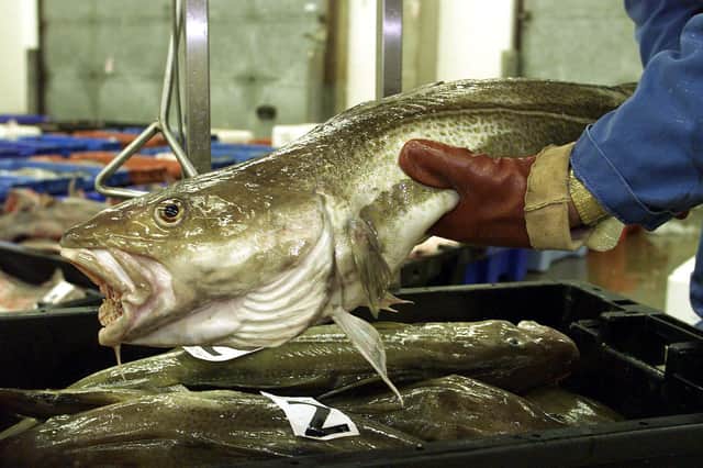 Allowing populations of North Sea cod to recover could dramatically increase catches while staying within sustainable limits, says Philip Taylor (Picture: Andrew Parsons/PA)