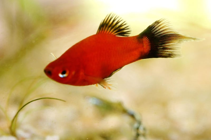 Another live-birther, the bright orange Platy takes the last podium place. Native to the east coast of Central America and southern Mexico, Guppies bought in UK pet shows are likely to be the reult of the interbreeding of two distinct species - the Southern Platyfish and the Variatus Platy.