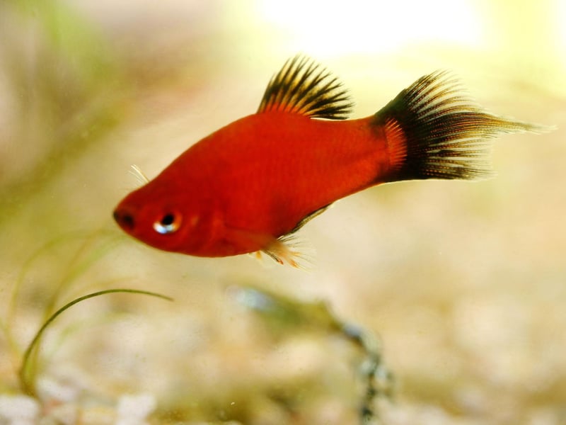 Another live-birther, the bright orange Platy takes the last podium place. Native to the east coast of Central America and southern Mexico, Guppies bought in UK pet shows are likely to be the reult of the interbreeding of two distinct species - the Southern Platyfish and the Variatus Platy.