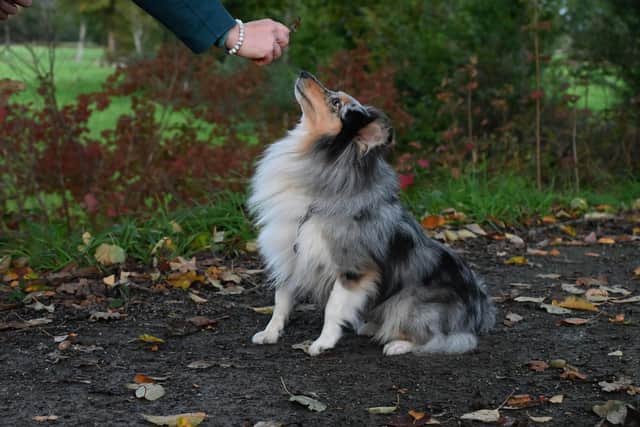 Training your dog can feel like a minefield - Animal News Agency