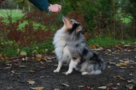 Training your dog can feel like a minefield - Animal News Agency