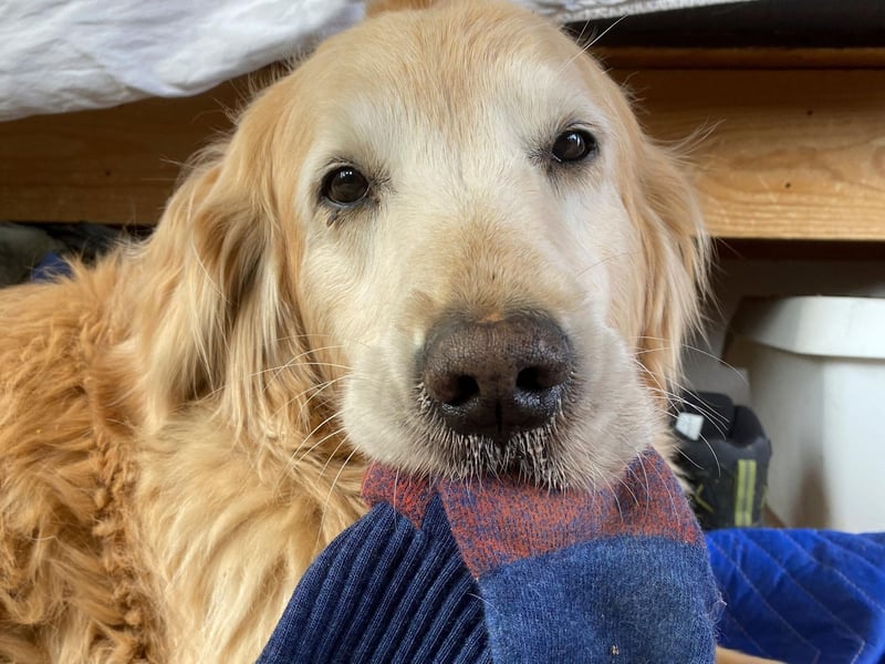 There's no surprise about the top dog crime - pups just love chewing things that remind them of their beloved owner. Nearly half of dog parents (48 per cent) have socks, clothes and shoes destroyed by their pets.