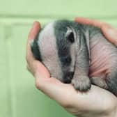 A tiny, two week old badger has been rescued by a charity after being dragged out her set by an animal