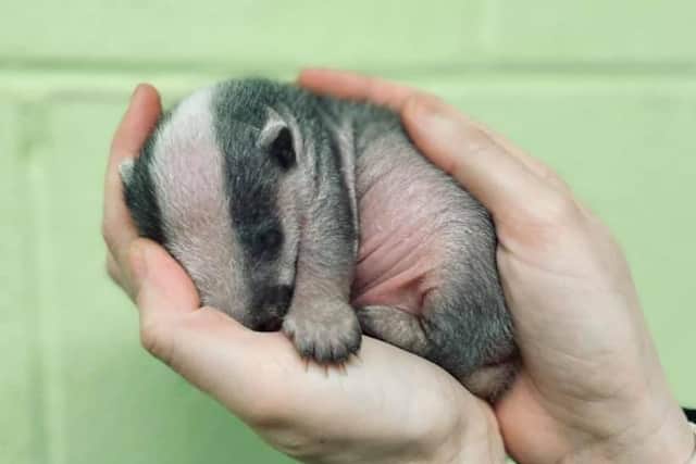 A tiny, two week old badger has been rescued by a charity after being dragged out her set by an animal