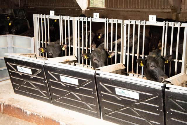 The system is based on individual electronic tagging of all bulls in the trial, eight feed bunks constant weighing and measuring each time an animal goes to eat (pic: Rob Haining / The Scottish Farmer)