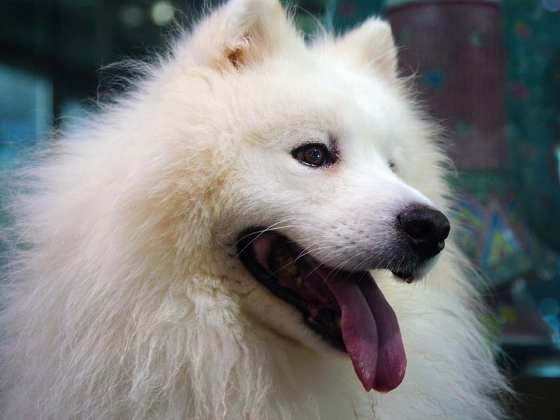 As with body temperature, your dog's pulse restingpulse rate shoudl remain steady. Again, check it when there are no health concerns to give you something to compare later measurements on.