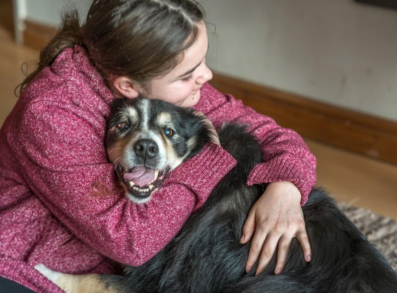 One of the most intelligent dog breeds, the Border Collies is used to responding to cues to herd sheep. This extends to sensing when something is wrong with their families and quickly offering comfort in the form of affection.