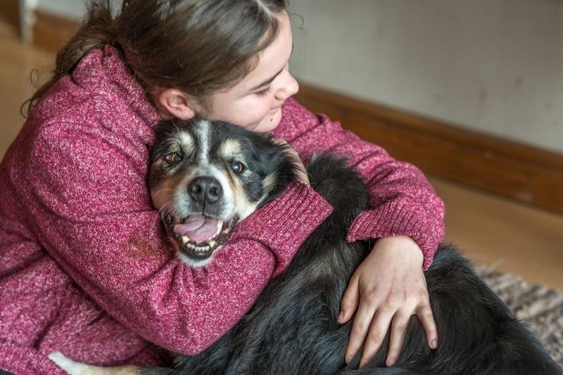 One of the most intelligent dog breeds, the Border Collies is used to responding to cues to herd sheep. This extends to sensing when something is wrong with their families and quickly offering comfort in the form of affection.