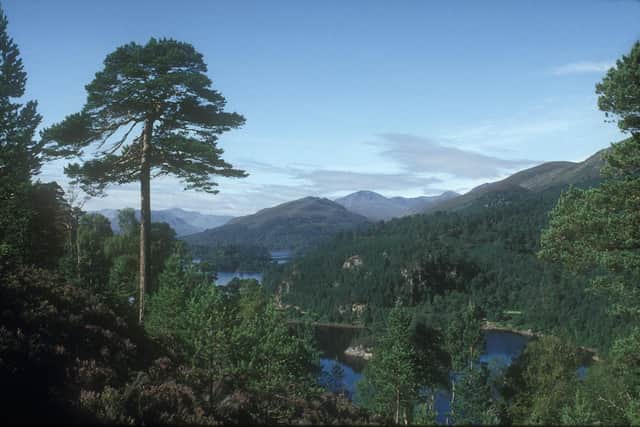 a new hi-tech remote monitoring system has been developed to allow foresters to quantify the scale of infestation by pine weevils, cutting out the need for traditional hand-counting and providing necessary evidence to inform decisions on how best to deal with the pests. Picture: George Gate/Forestry Commission