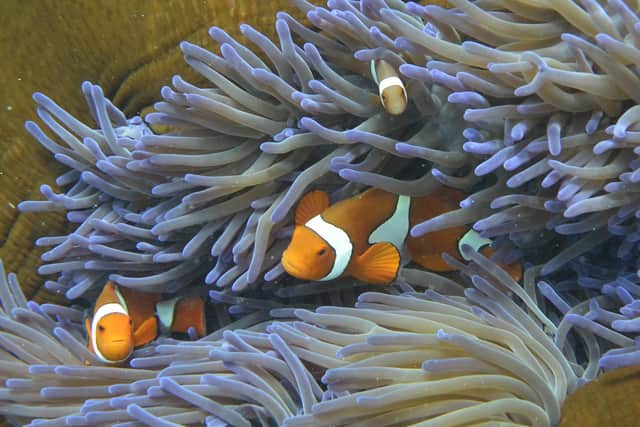 Fish swimming through the coral on Australia's Great Barrier Reef. Picture: William West/AFP via Getty Images