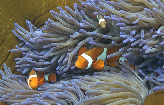 Fish swimming through the coral on Australia's Great Barrier Reef. Picture: William West/AFP via Getty Images