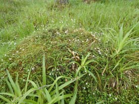 Twinflower on the Abergeldie Estate (photo: Ann Miles)