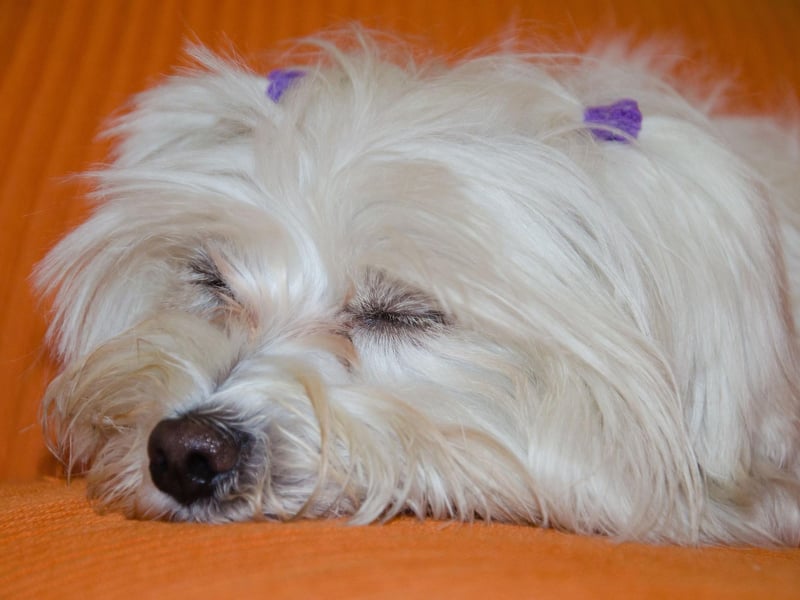 Moving to the least active dogs - they may well be intelligent and energetic dogs, but the little Maltese is more than satisfied with a 30-minute walk down the road or a short run in the garden. Indeed, it is plenty of exercise for this adorable dog breed. Once the pampered babies of noble ladies of the Roman Empire, it is no surprise that the little Maltese enjoys relaxing in its cosy abode.