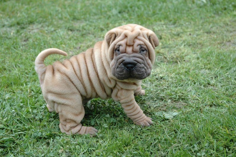 The adorably wrinkly Shar-pei is well known for acting more like a cat than a dog. Part of this is because they are a fairly standoffish breed and won't thank you for surrounding them with playmates.