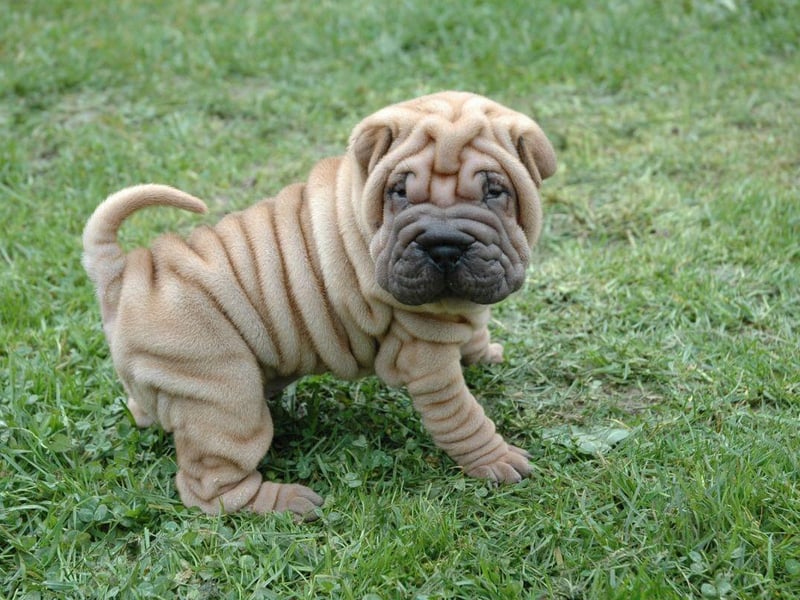 The adorably wrinkly Shar-pei is well known for acting more like a cat than a dog. Part of this is because they are a fairly standoffish breed and won't thank you for surrounding them with playmates.