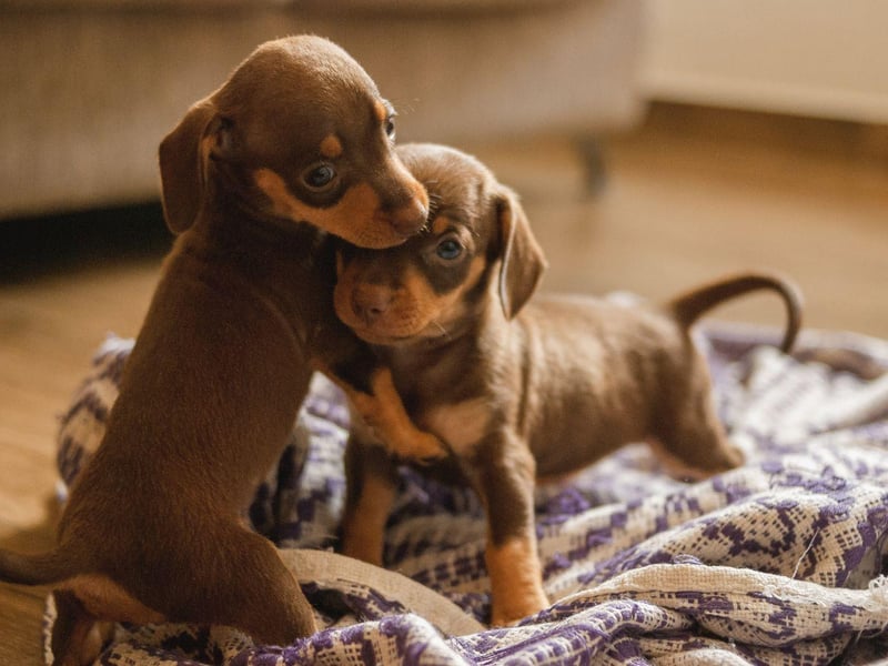 Snoop is another name people love for their adorable sausage dogs. Whether it's because of cartoon dog Snoopy, or rapper Snoop Dogg, it's an adorable name.