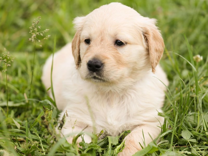 Barney just misses out on a top five place in the Golden Retriever name charts. It's a name of Slavic derivation, meaning 'defender'.