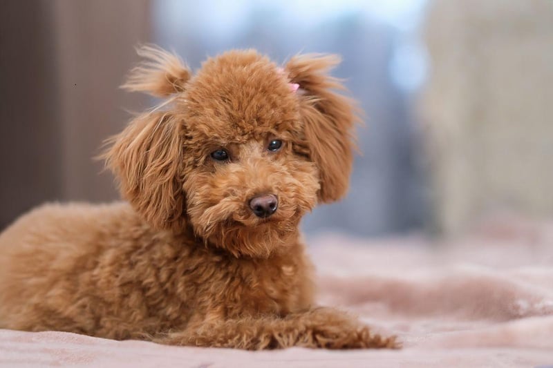 Don't let their curly hair and cute demeanor fool you - Poodles have a razor-sharp brain second only to the Border Collie. All three sizes - Standard, Miniature and Toy - are hugely smart, making great service and therapy dogs.