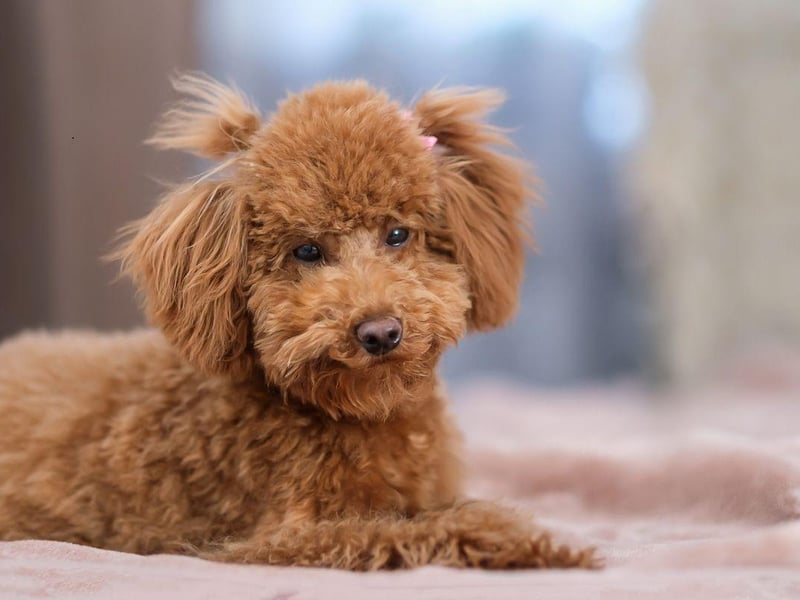 Don't let their curly hair and cute demeanor fool you - Poodles have a razor-sharp brain second only to the Border Collie. All three sizes - Standard, Miniature and Toy - are hugely smart, making great service and therapy dogs.