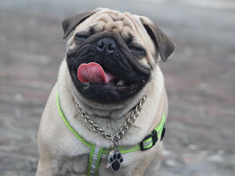 The sixth most common Pug name is Reggie. It's a name of Norman origin, meaning 'ruler'.