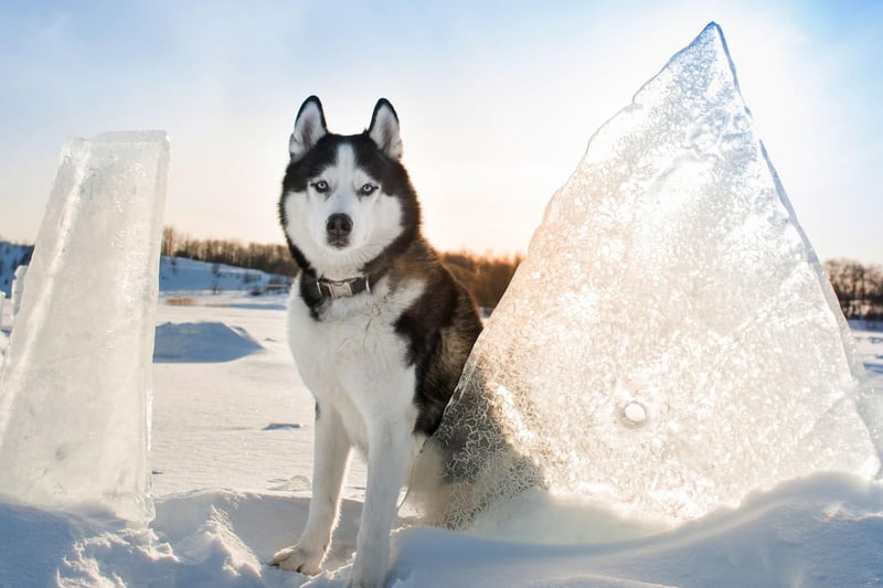 The Siberian Husky was bred to pull sleds for long distances over icy tundra, so British winters aren't a problem. The Kennel Club received 391 Husky registrations last year.