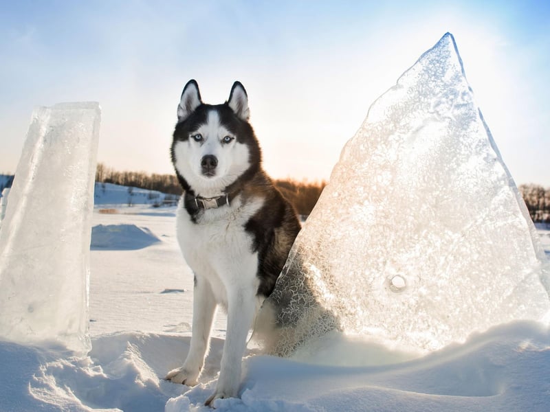 The Siberian Husky was bred to pull sleds for long distances over icy tundra, so British winters aren't a problem. The Kennel Club received 391 Husky registrations last year.