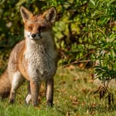 The Scottish Greens are pledging to have 30 per cent of all publicly owned land to be 'rewilded'.